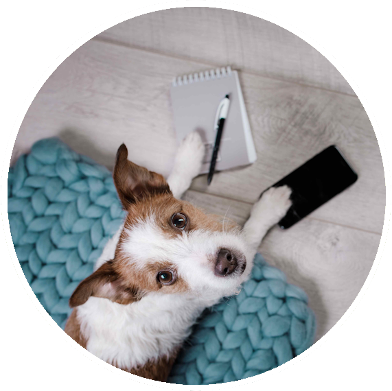 Dog holding a pen/paper and a smartphone