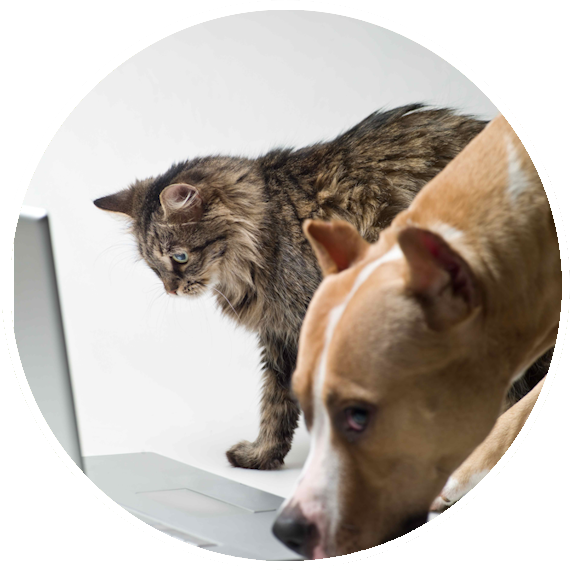A cat and a dog investigating a laptop