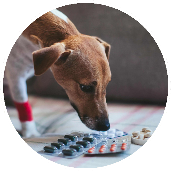 Dog sniffing packaged medications